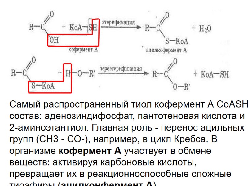 Самый распространенный тиол кофермент А СоАSH состав: аденозиндифосфат, пантотеновая кислота и 2-аминоэтантиол. Главная роль